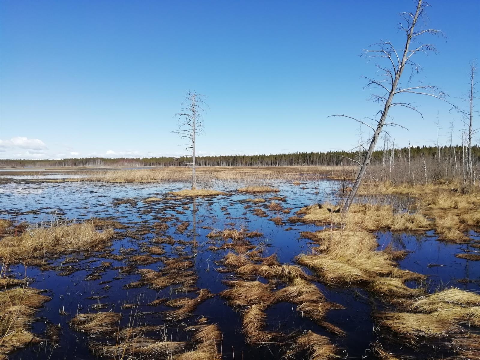 Hetejärveltä.jpg